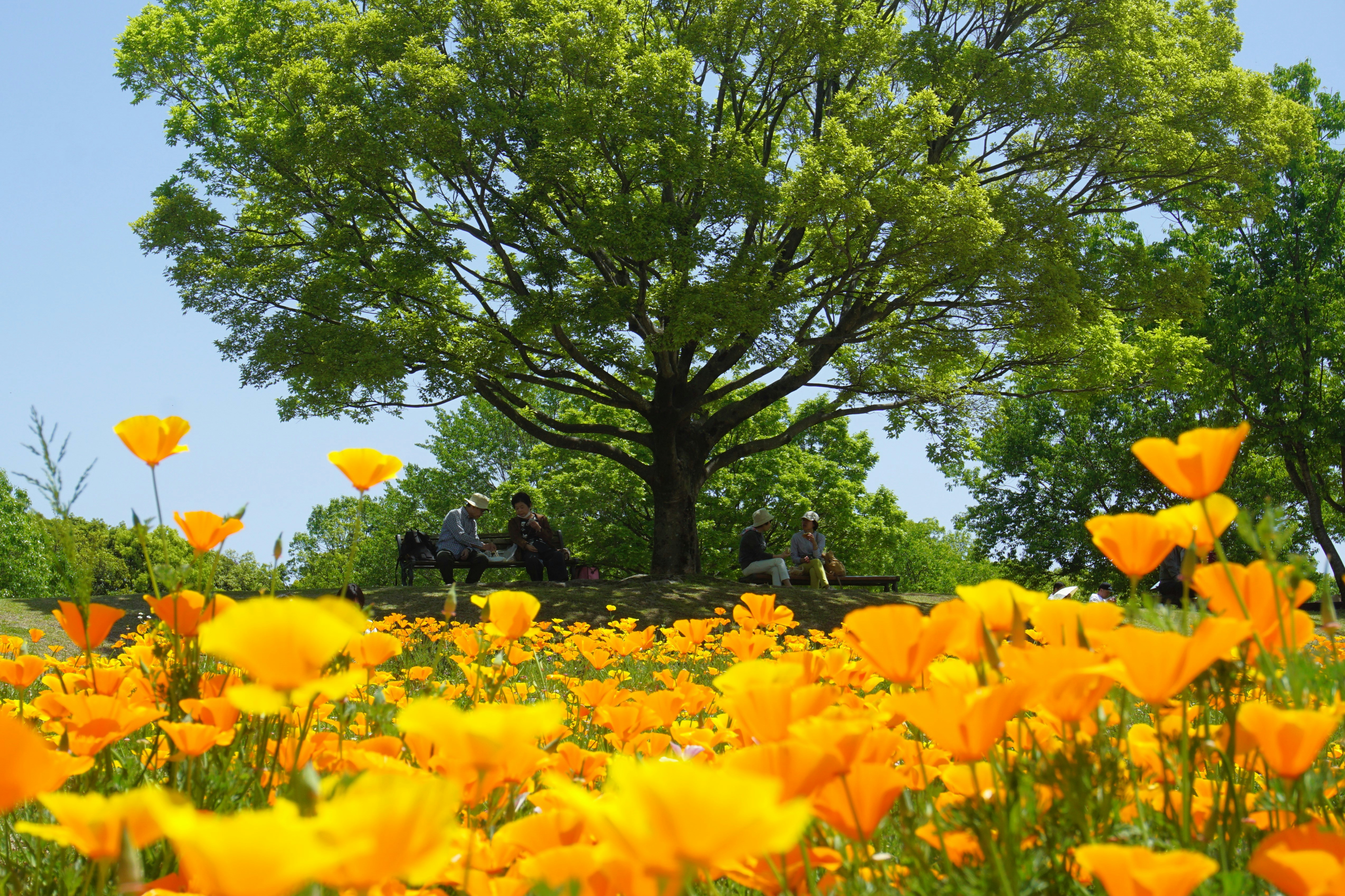 Beautiful orange flowers bloom under a large tree.