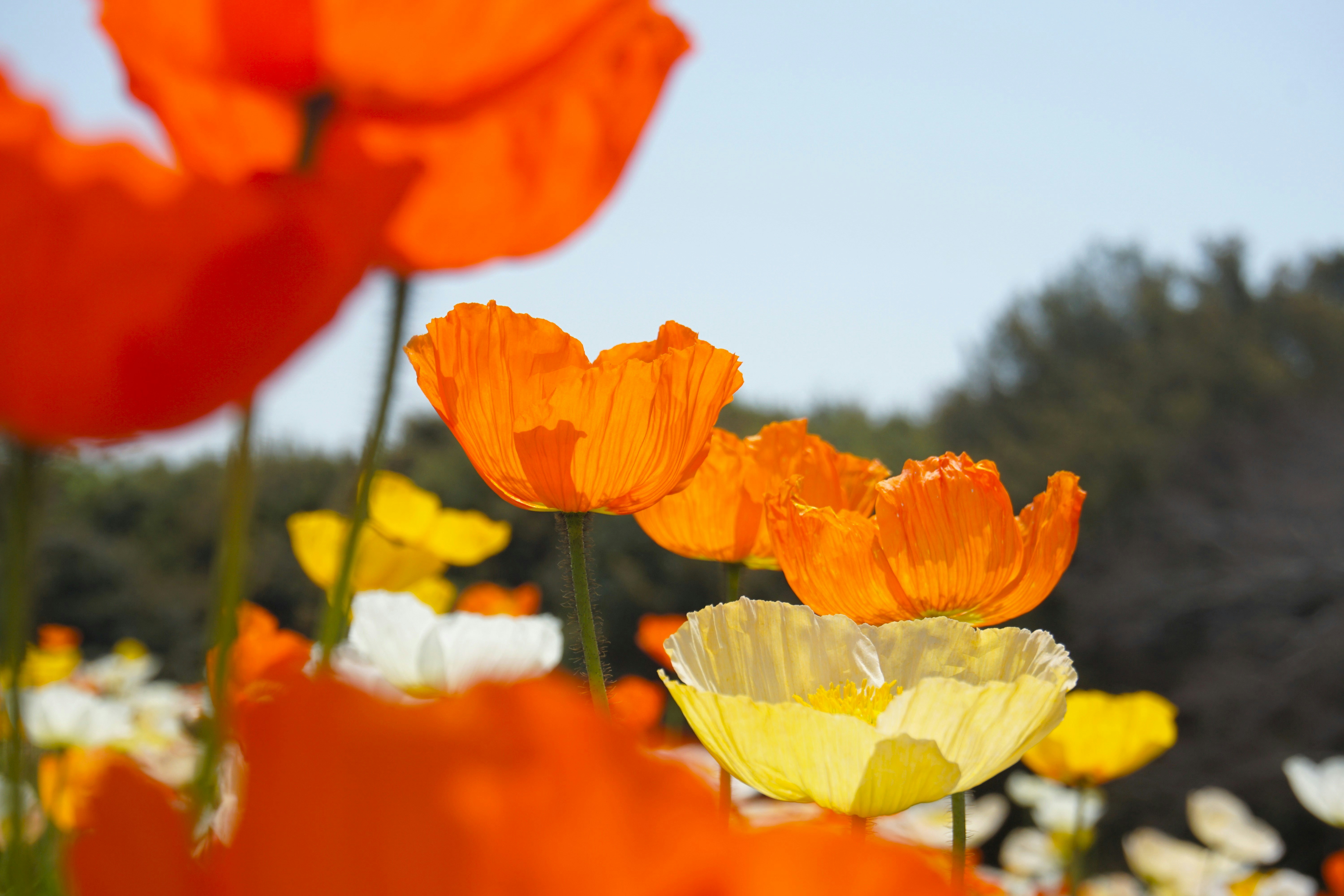 Bright orange flowers bloom under the sun.