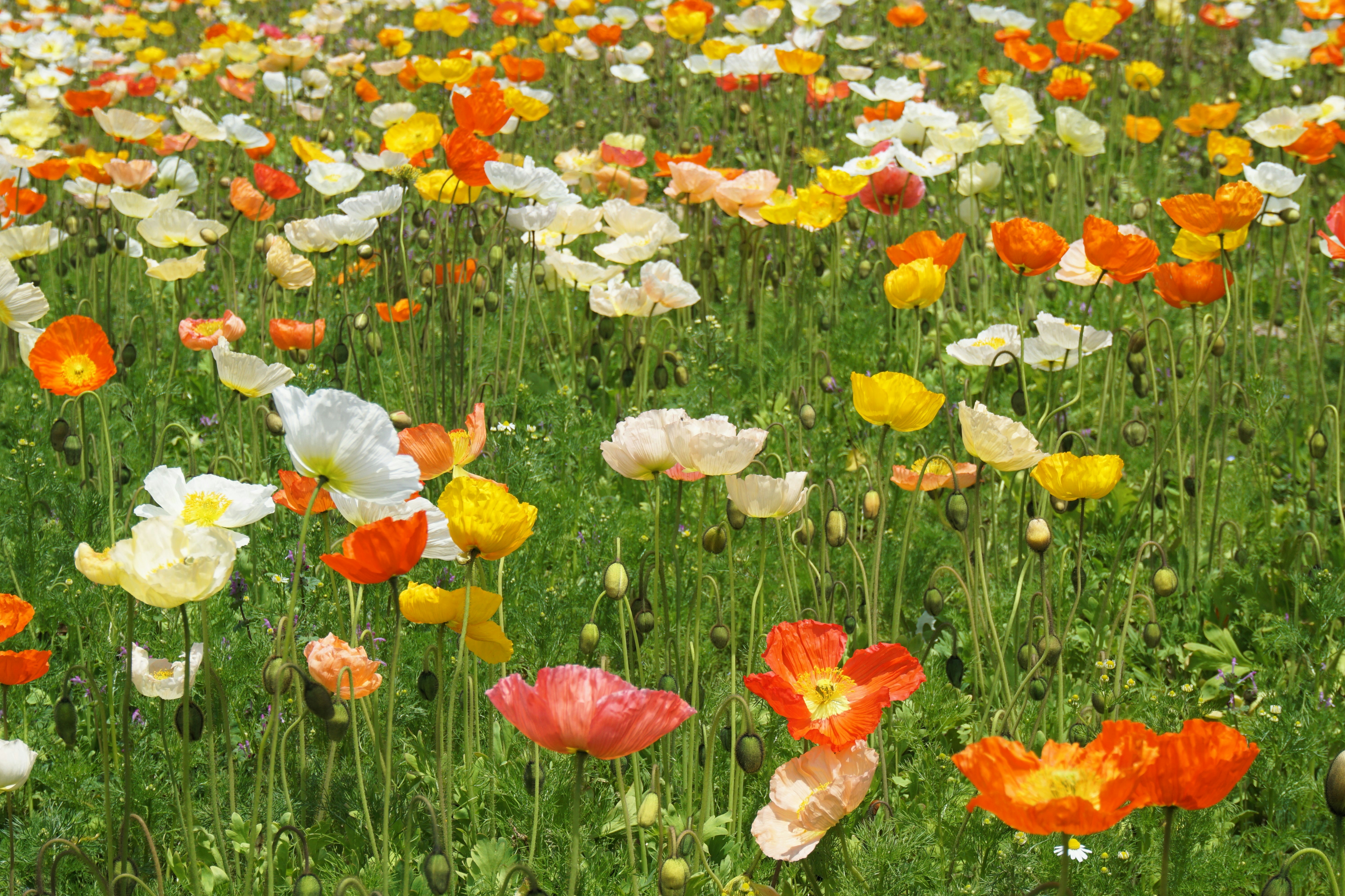 Photo by syadzasalsabyla