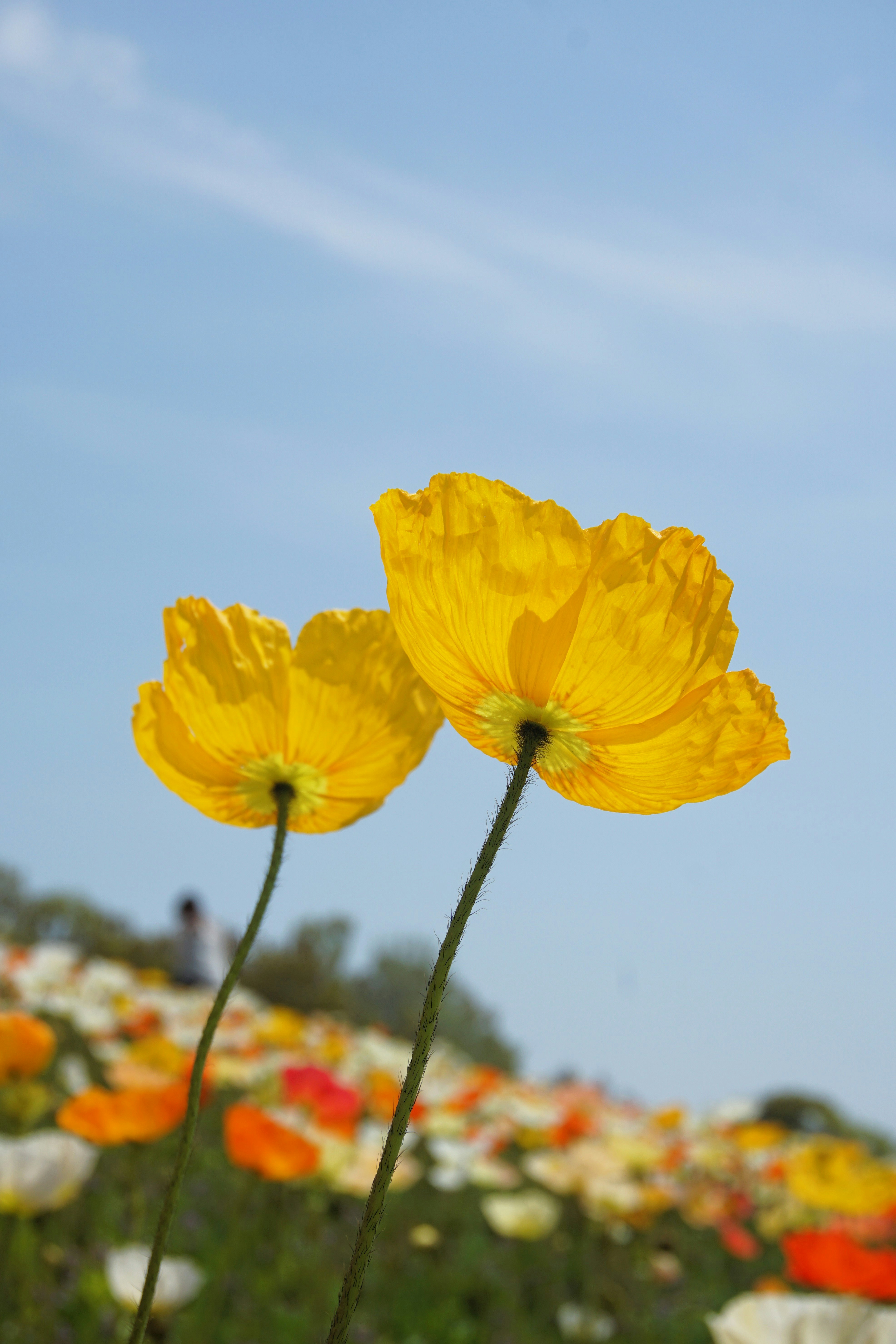 Photo by syadzasalsabyla