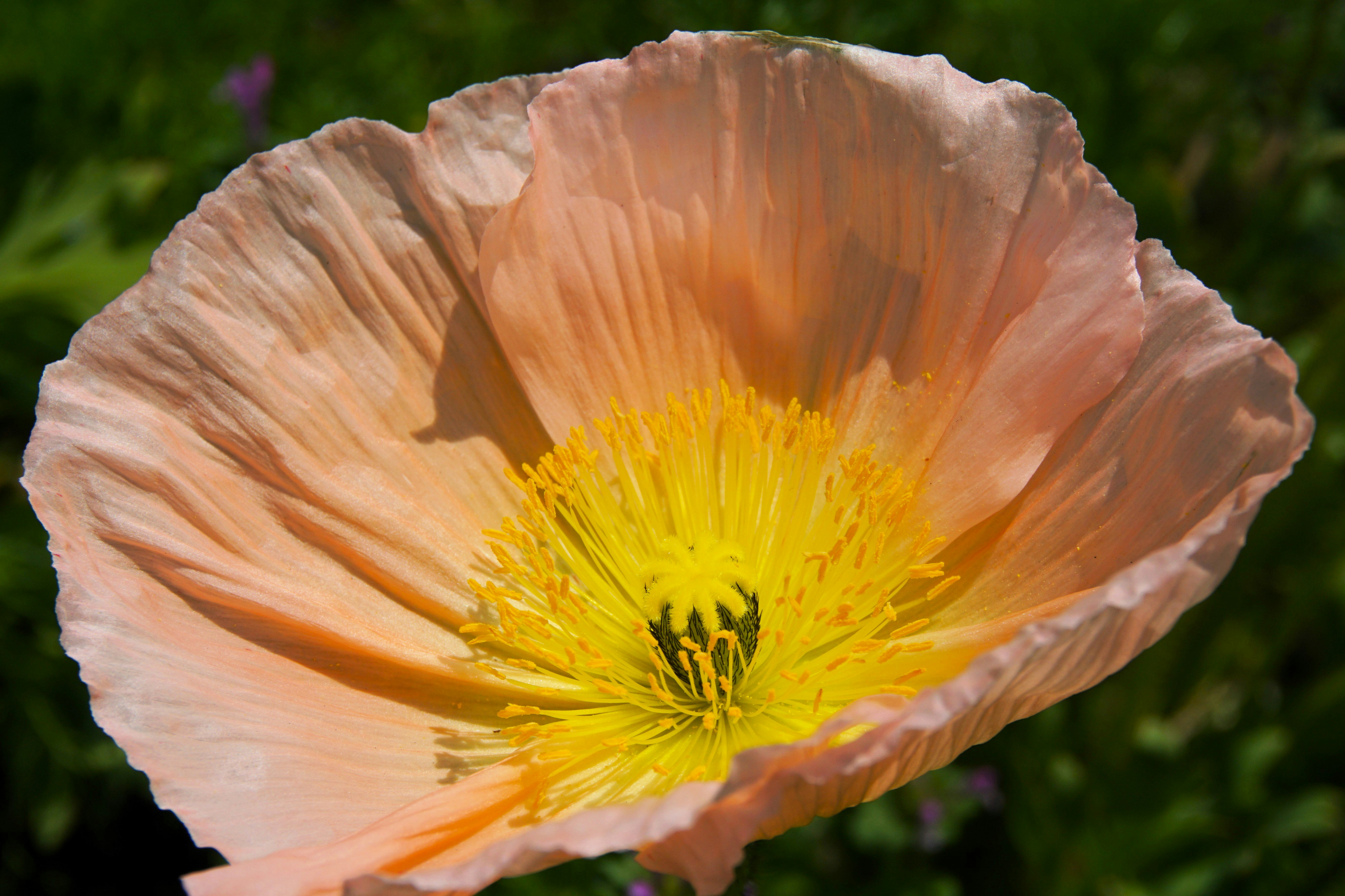 A delicate peach flower with a yellow center.