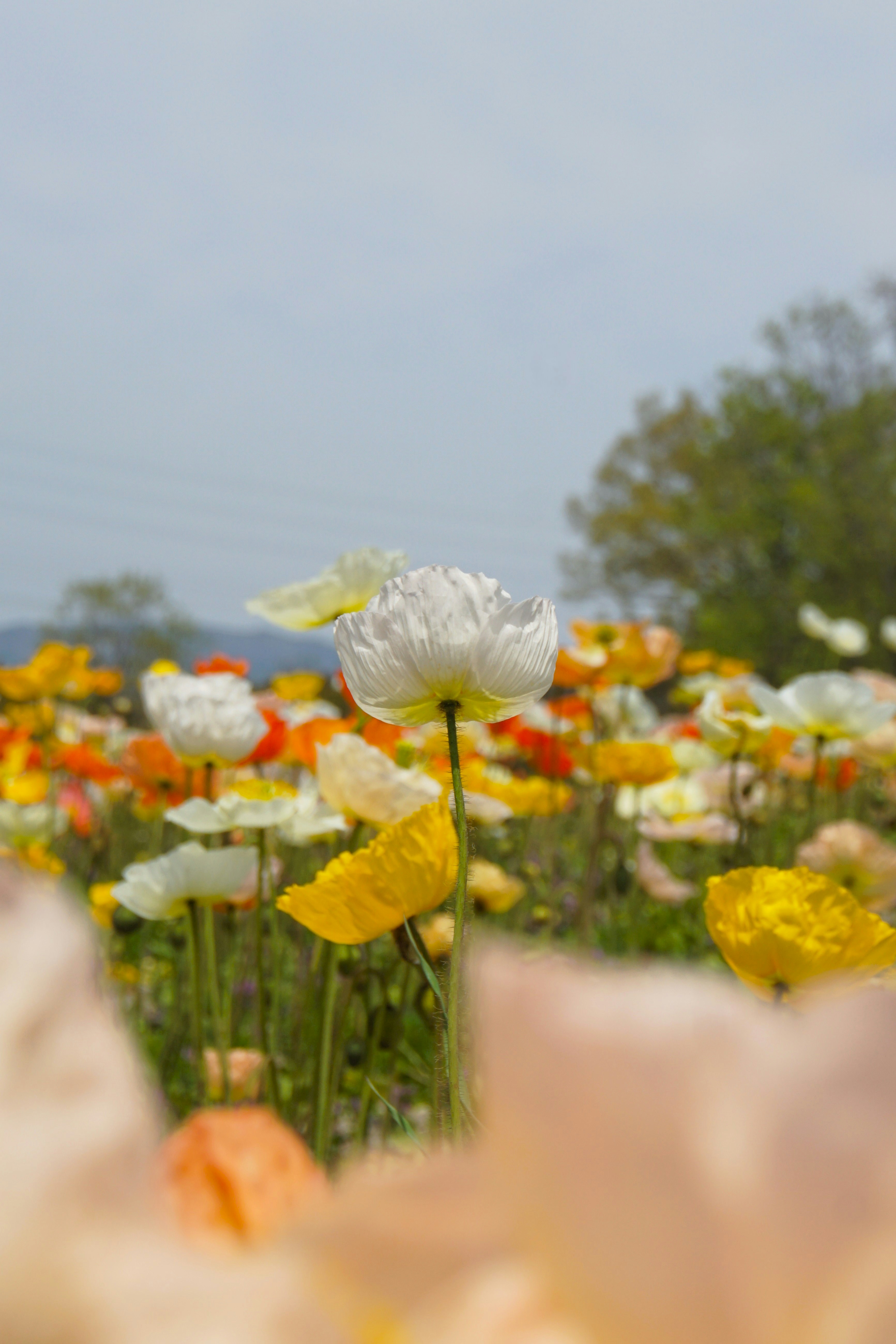 Vibrant poppy field in full bloom.