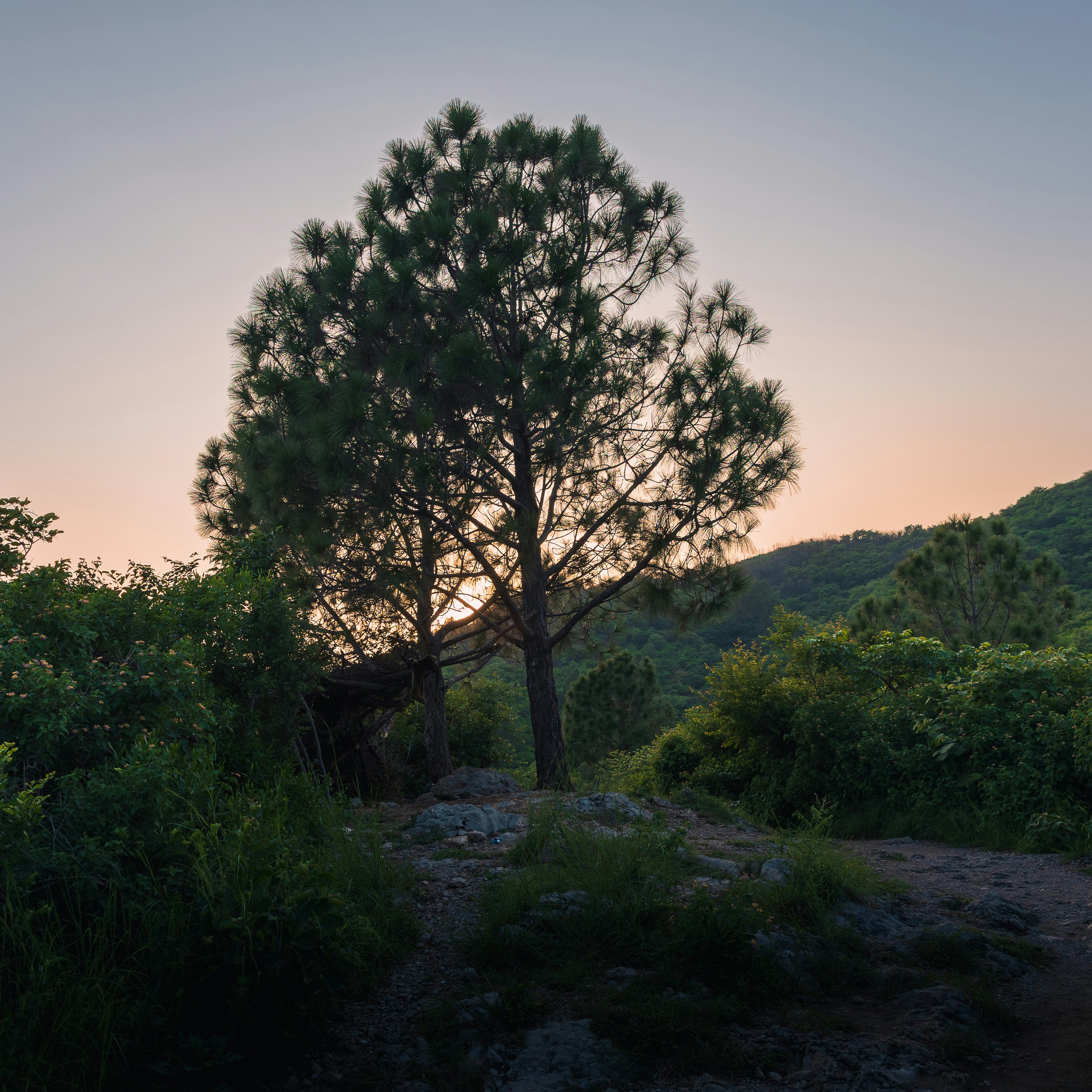 Ein Baum steht als Silhouette in der Abenddämmerung.