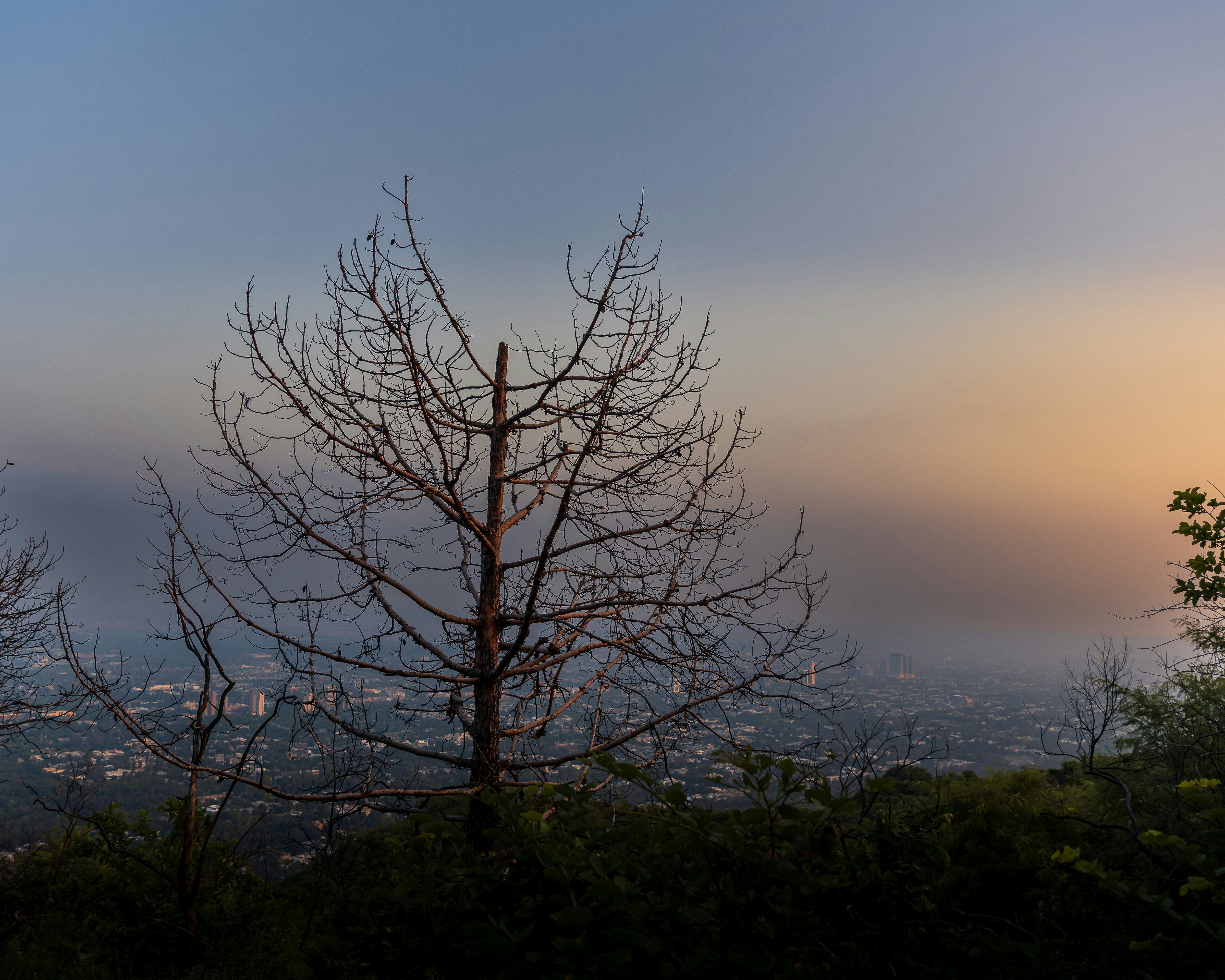Ein kahler Baum zeichnete sich vor einer nebligen Stadtlandschaft ab.
