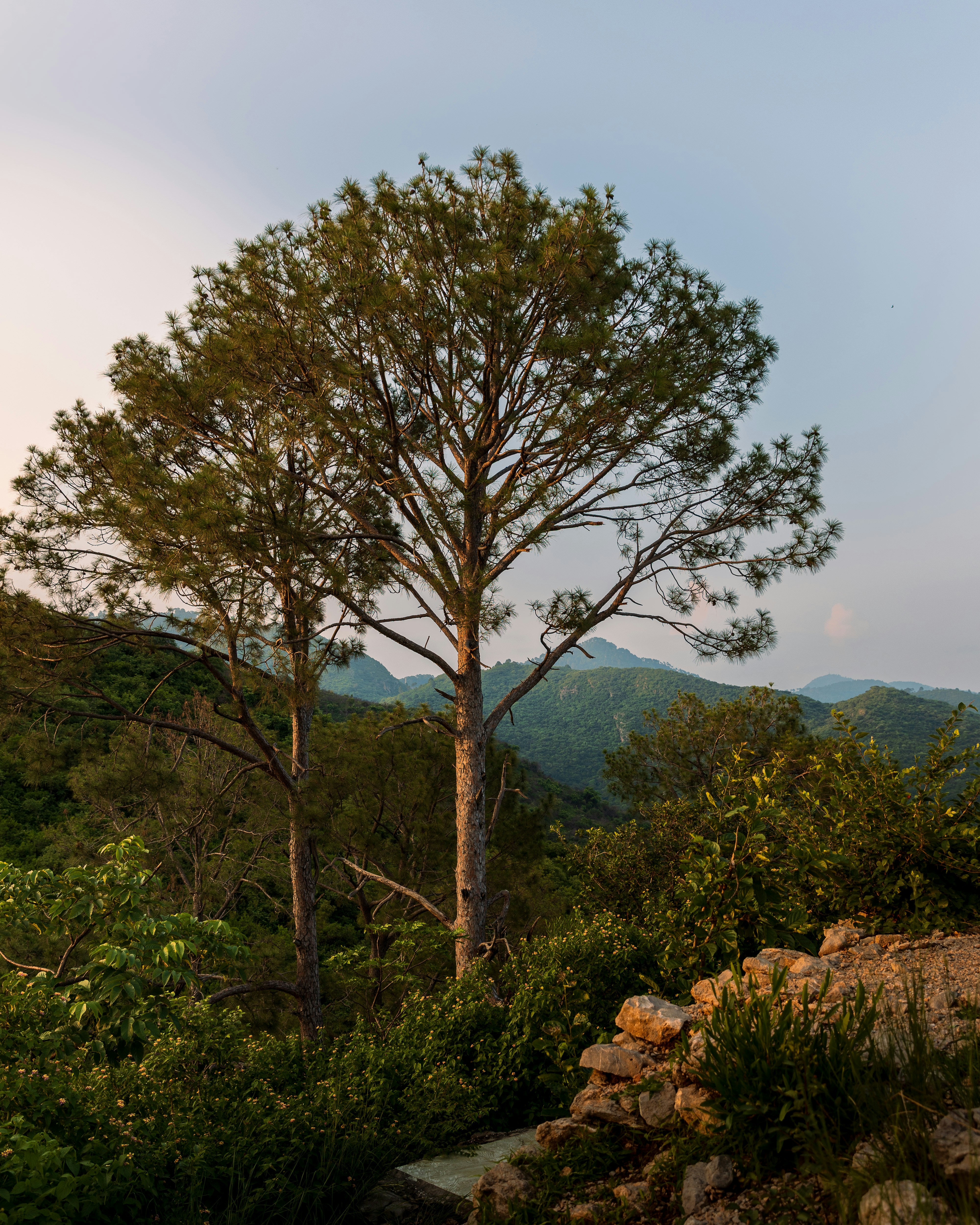 Bäume ragen hoch in die Höhe und blicken auf eine Berglandschaft.