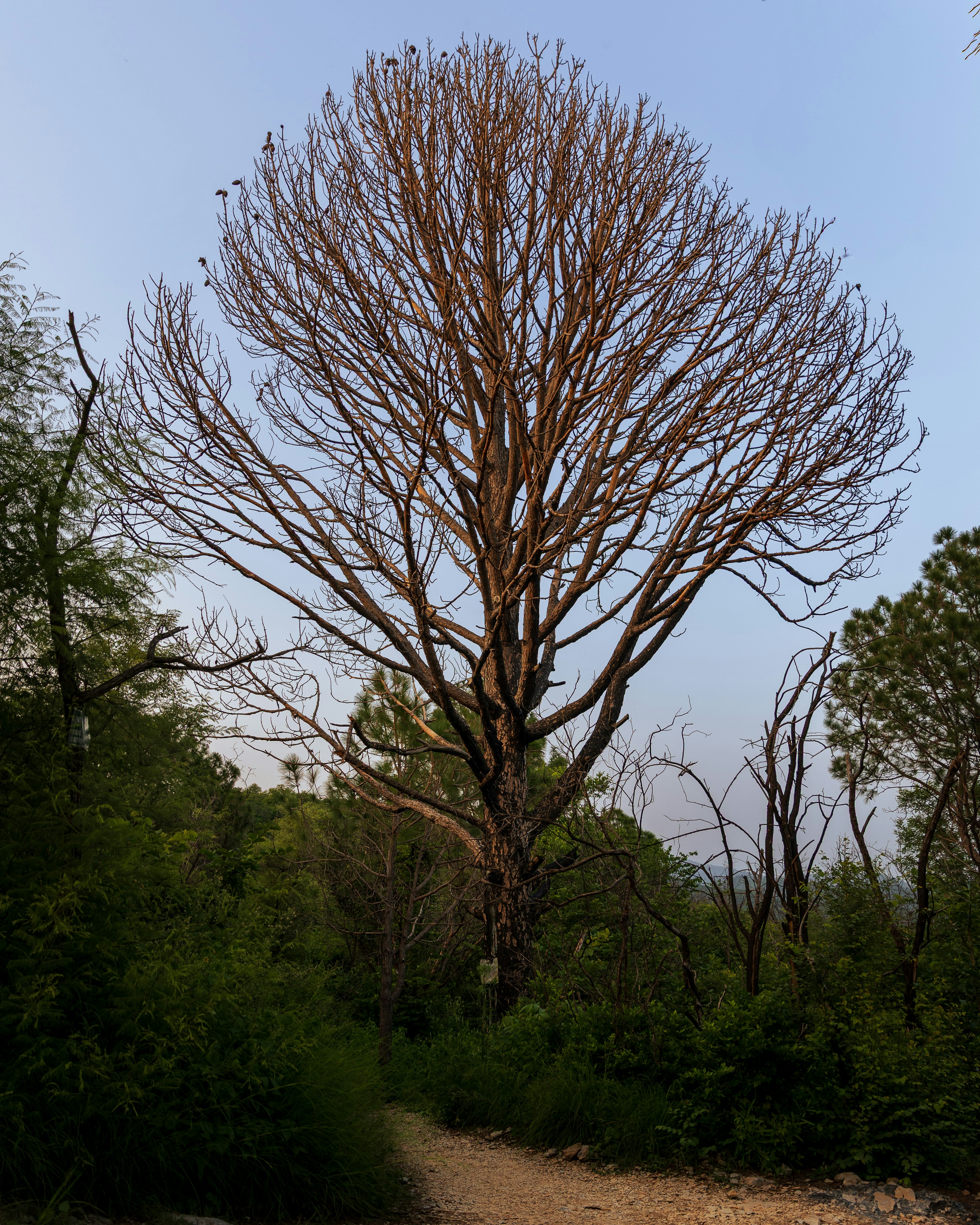 Ein kahler Baum ragt hoch in die Natur.