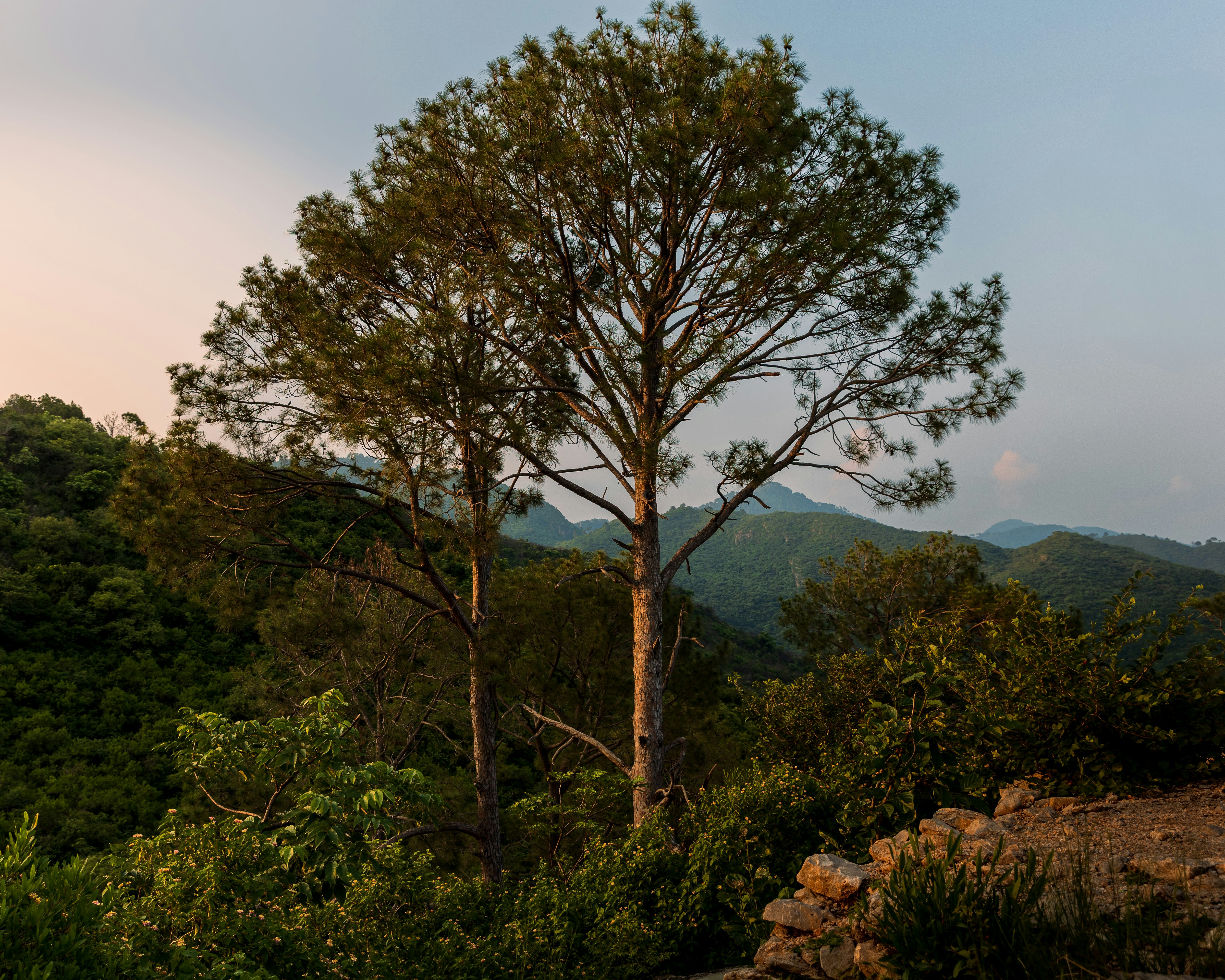 Bäume ragen hoch in die Höhe einer malerischen Bergkulisse.
