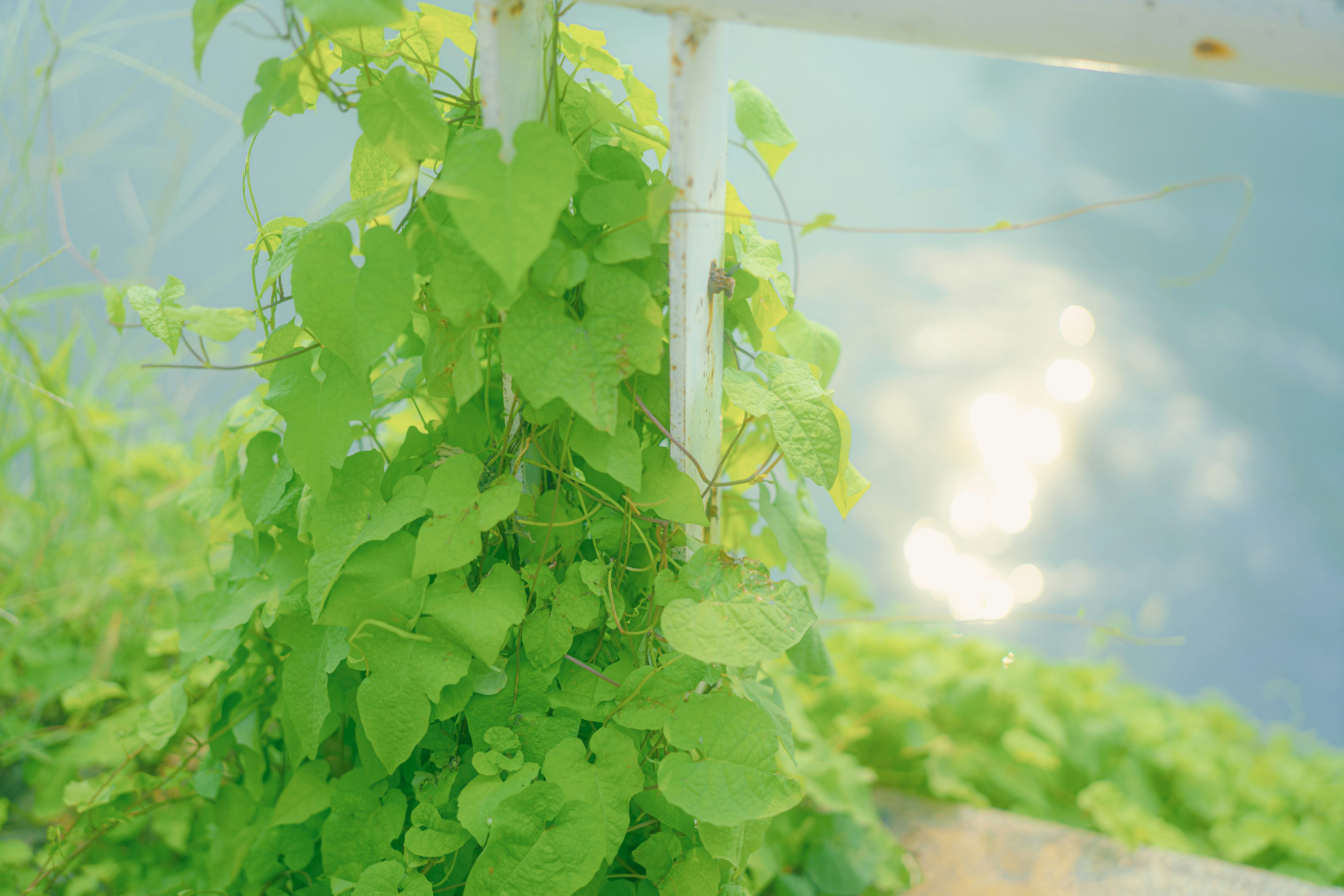 Photo by xiexianghua