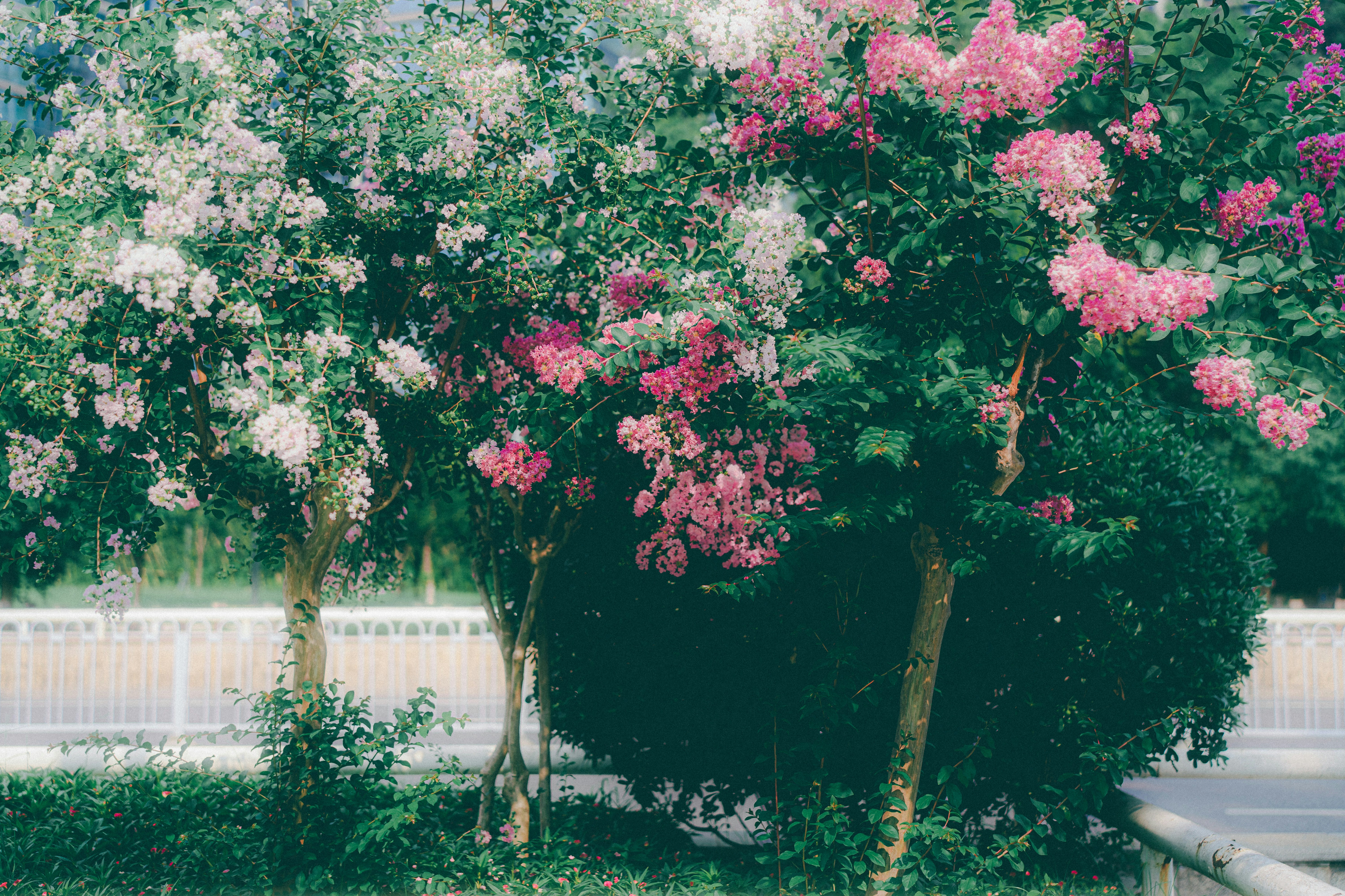 Photo by xiexianghua