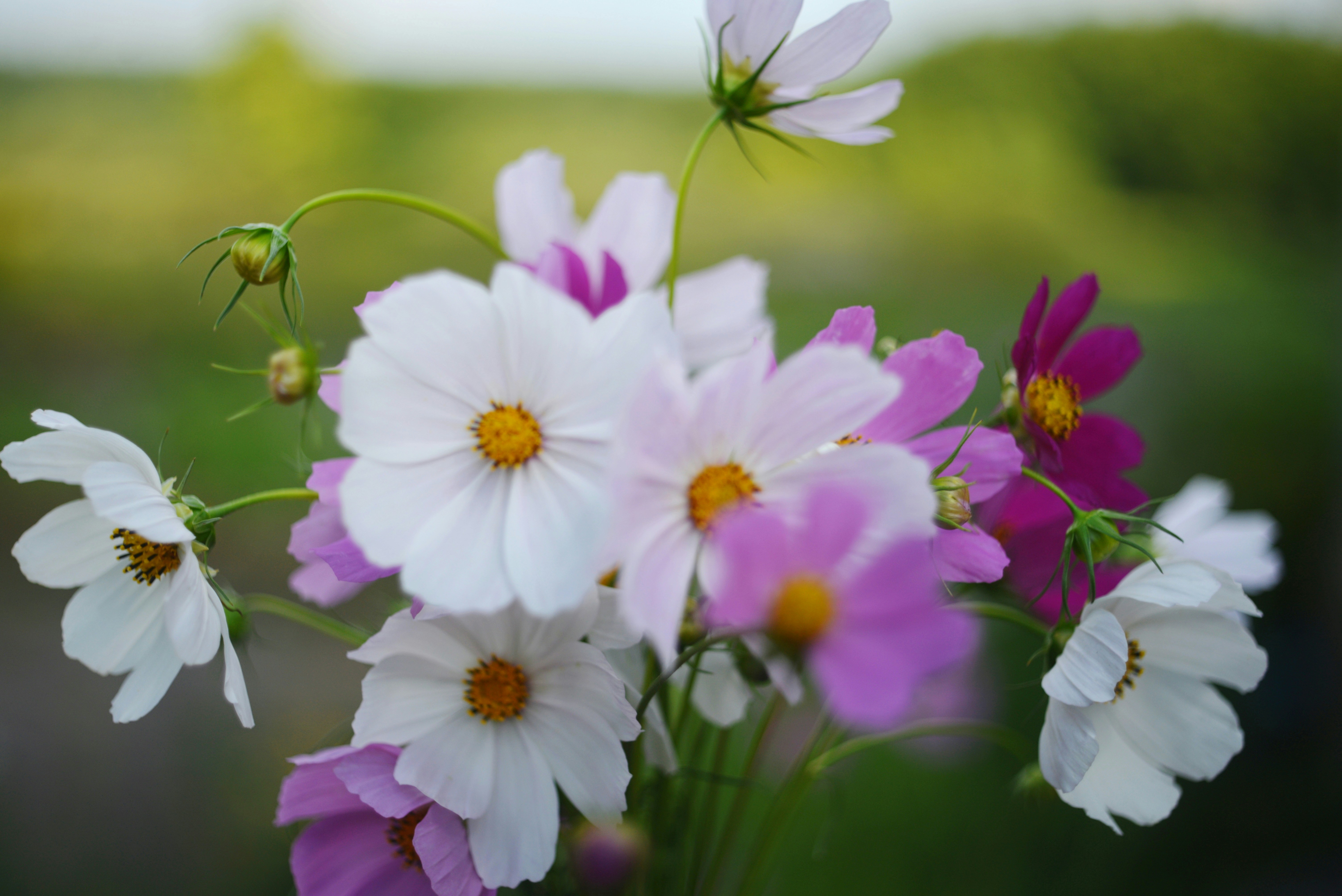 Photo by cherstve_pechivo