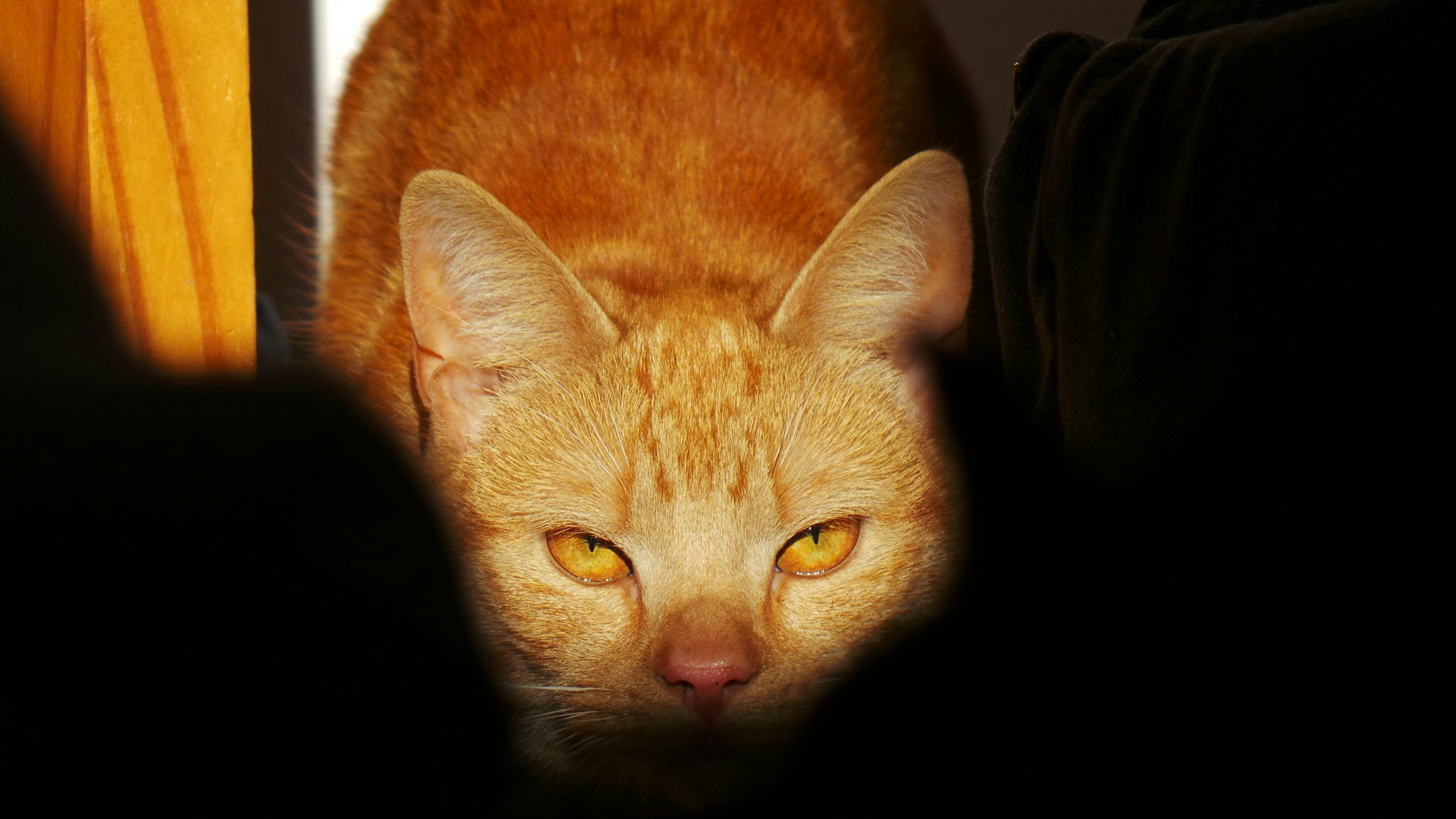 Un gato naranja se asoma desde las sombras.
