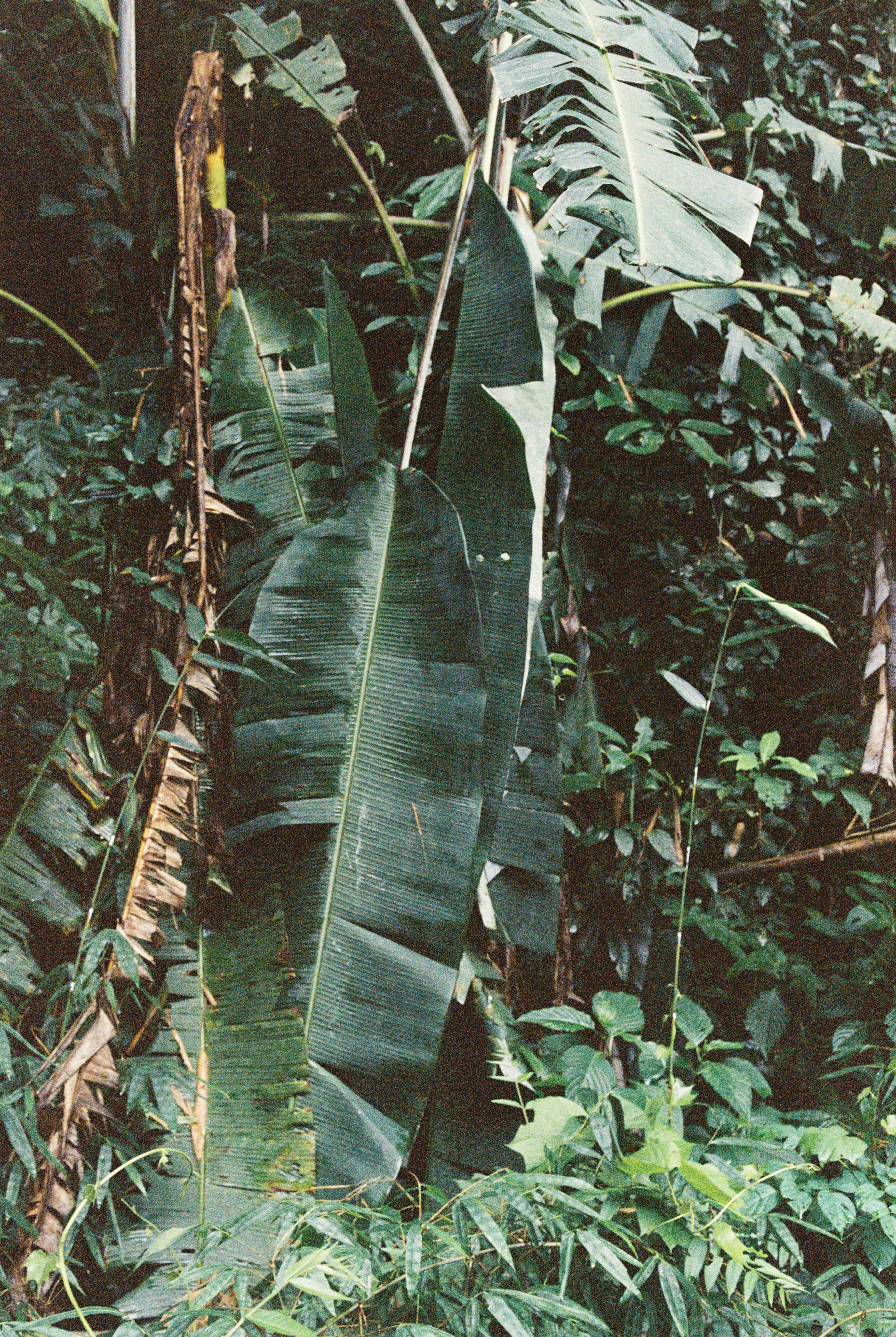 Banana tree leaves dominate a lush, green forest.