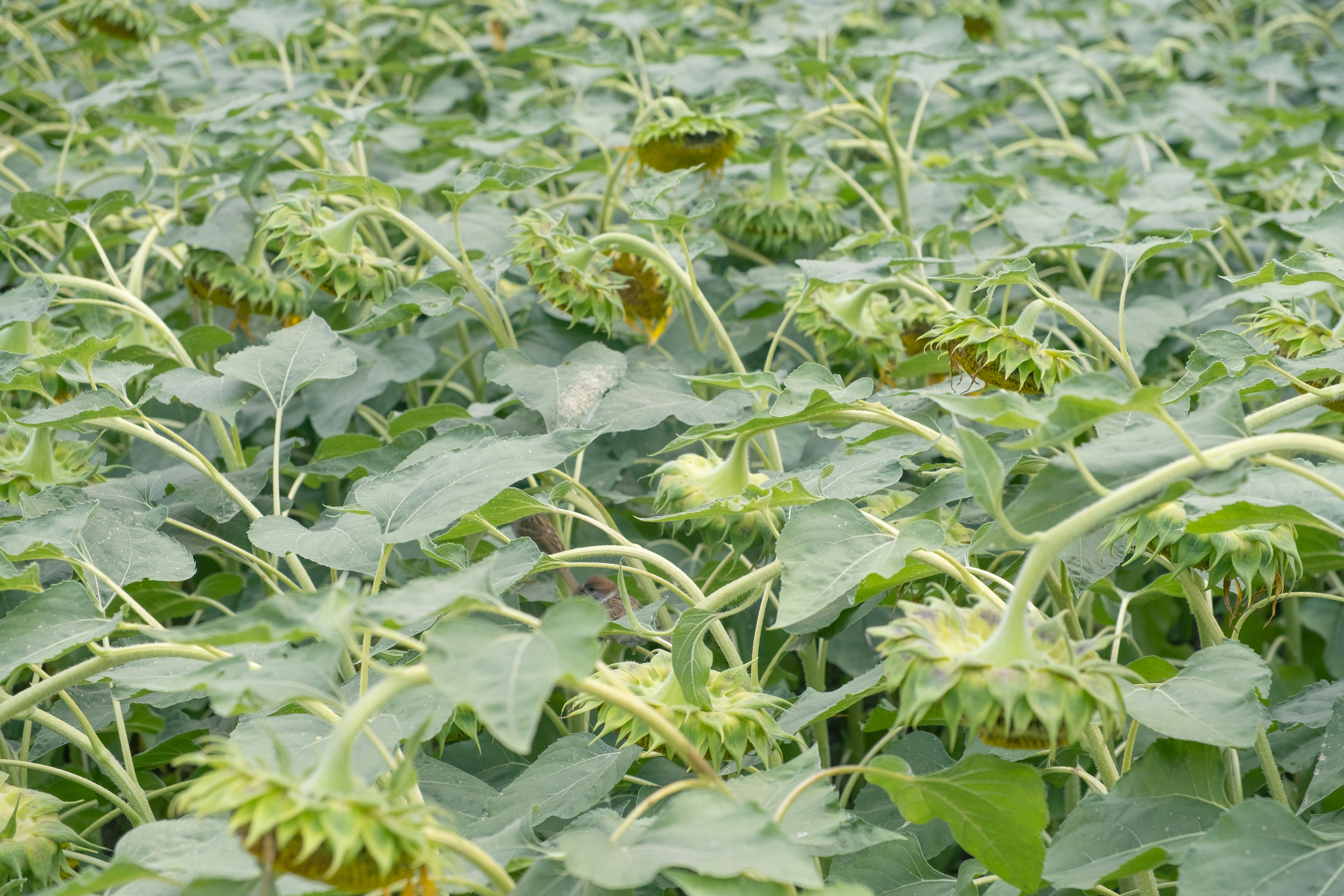 A field of young, drooping sunflowers.
