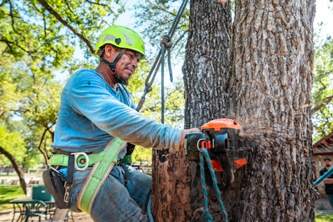 Arborist uses a chainsaw to cut a tree.