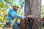 Arborist uses a chainsaw to cut a tree.