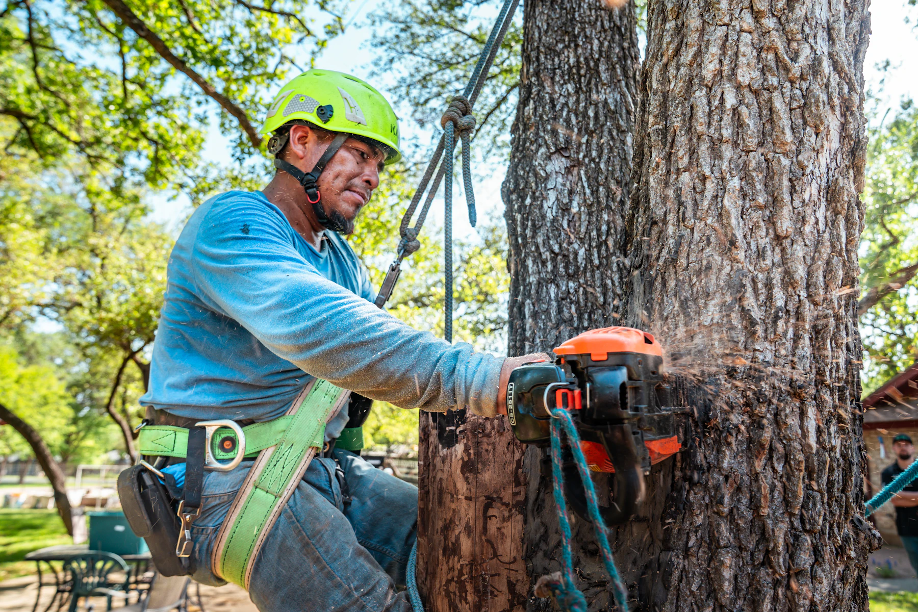 Arborist harnessed in a tree using a chainsaw during a careful removal