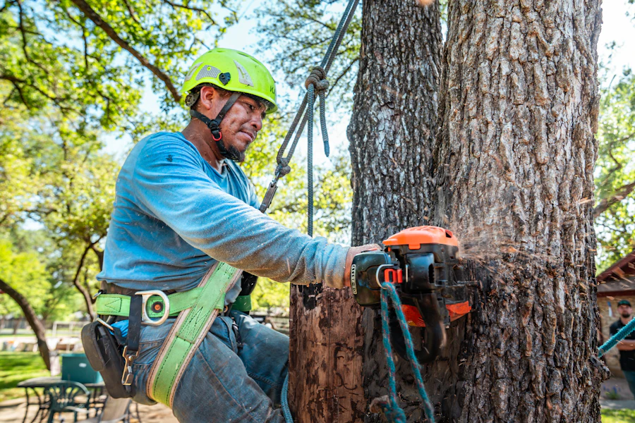 Certified arborist performing deep root fertilization injection