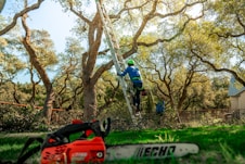 A tree arborist is climbing a ladder to trim branches.