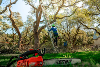 A tree arborist is climbing a ladder to trim branches.