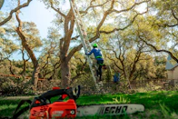 A tree arborist is climbing a ladder to trim branches.