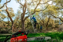 A tree arborist is climbing a ladder to trim branches.