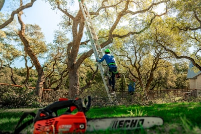 A tree arborist is climbing a ladder to trim branches.