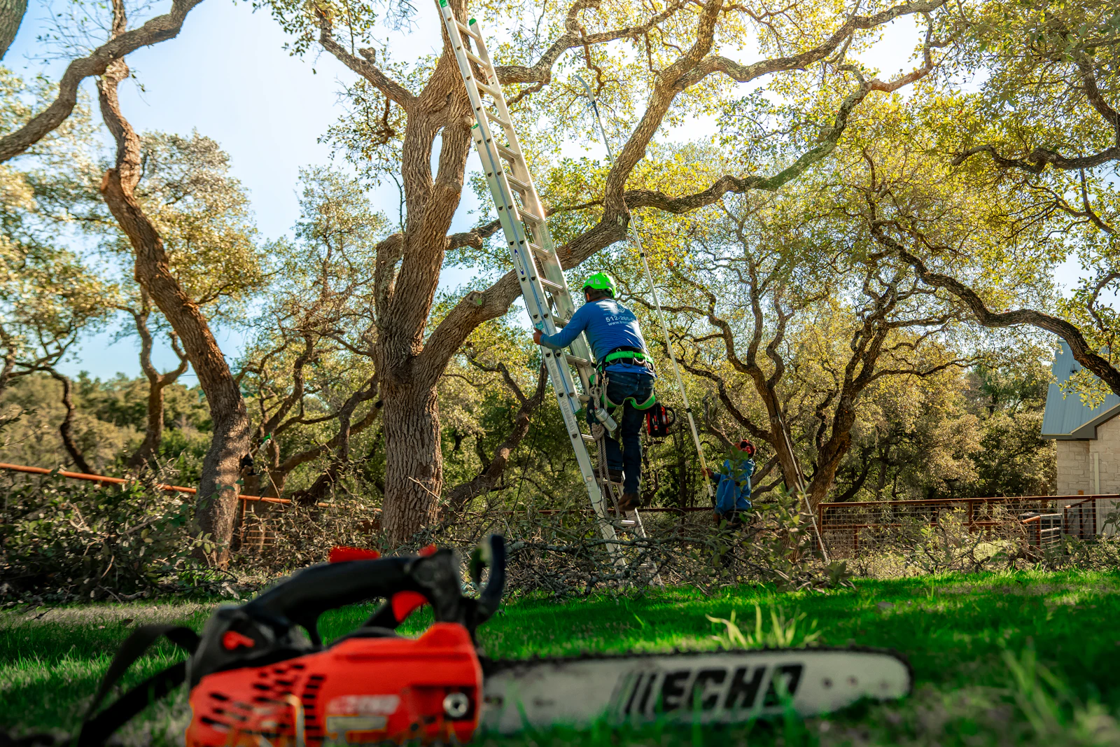 A climber pruning a mature tree above a residential property