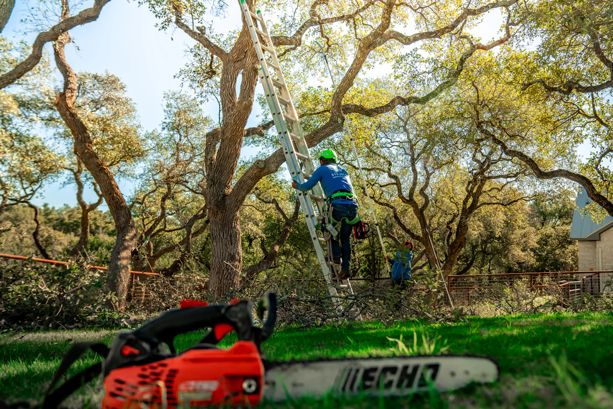 Sosa-style crew on ladders trimming mature live oaks