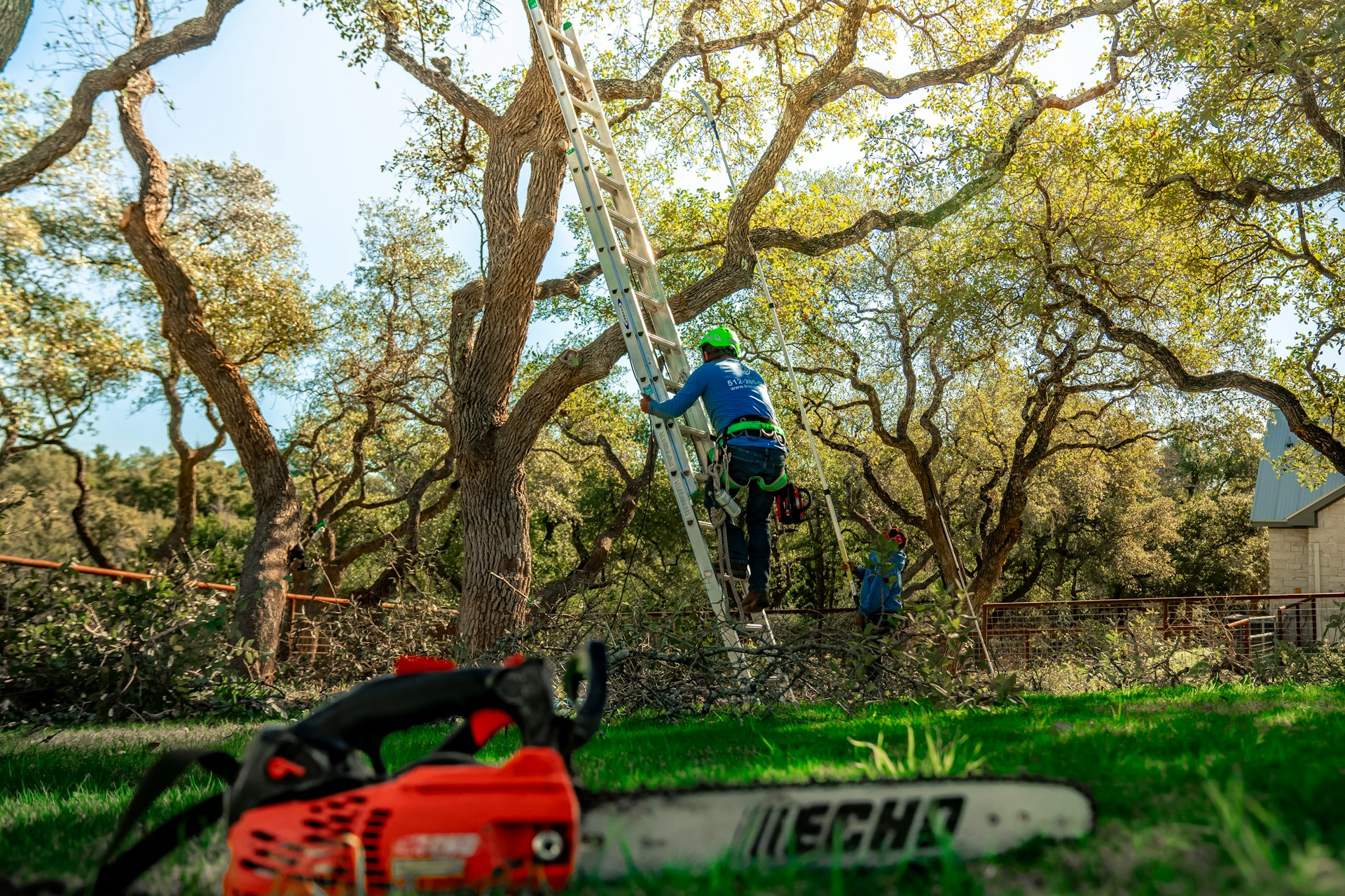 A tree arborist is climbing a ladder to trim branches.