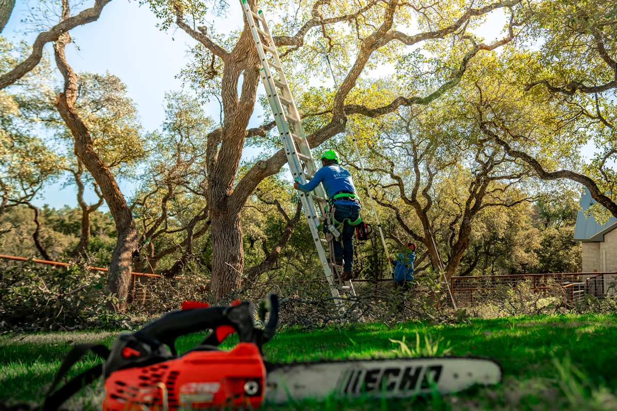 Tree service crew on ladder trimming oak branches with chainsaw on ground in residential yard
