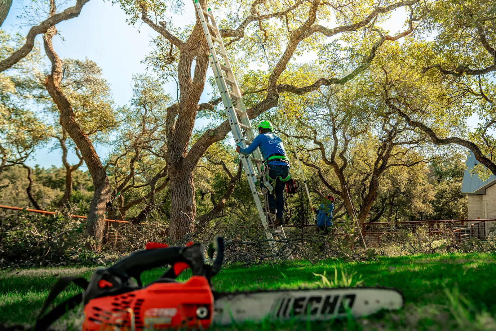 Tree crew working with ladders and saws