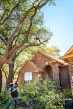 A tree service worker is trimming a large tree.