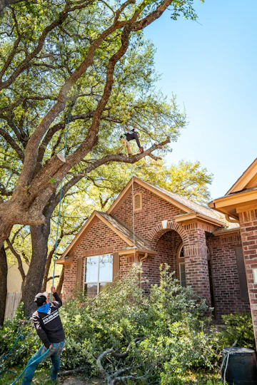 Tree service photo example
