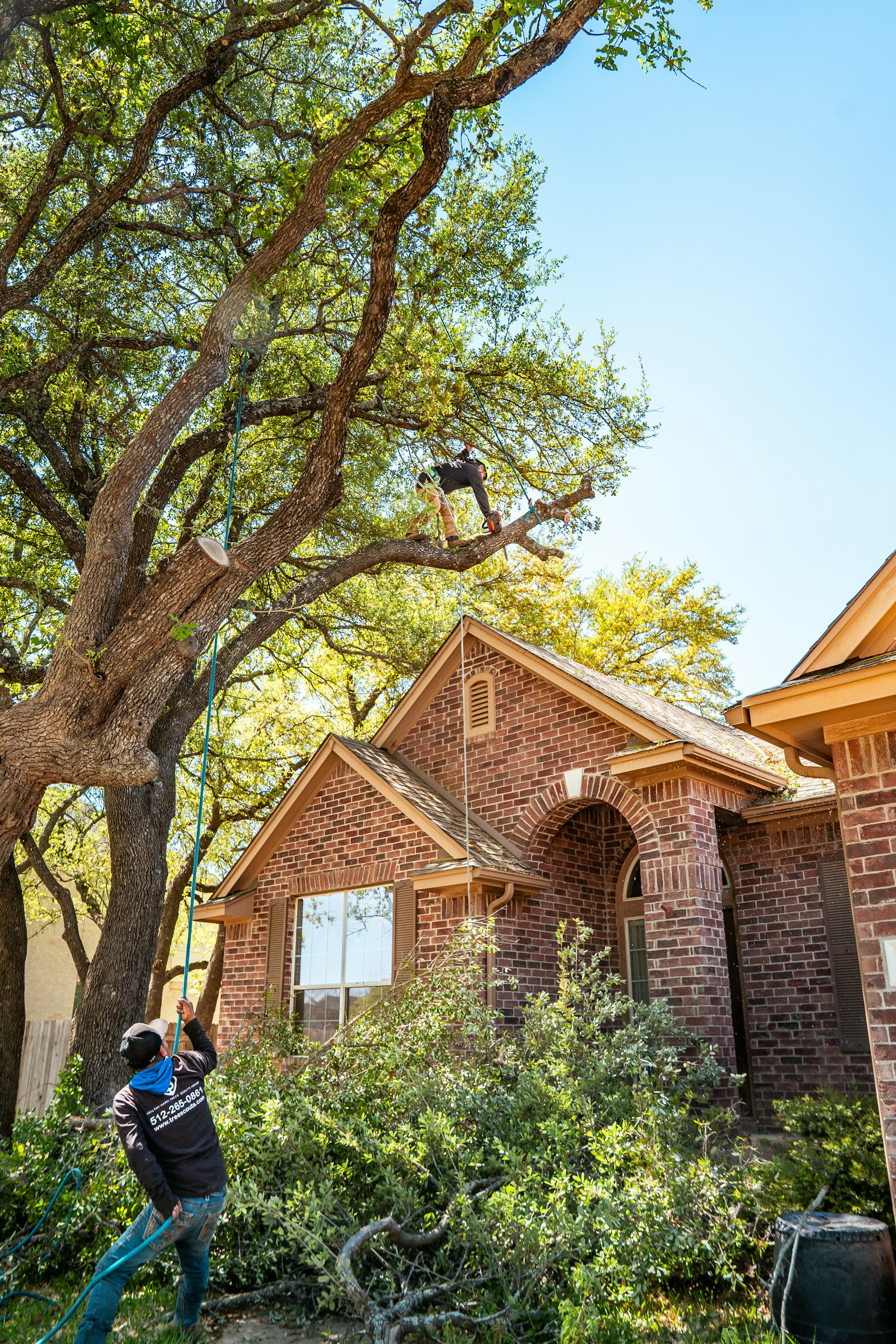 A tree service worker is trimming a large tree.