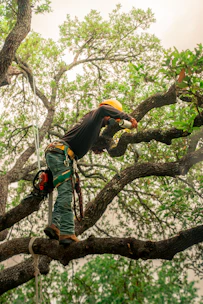An arborist pruning a tree's branches.