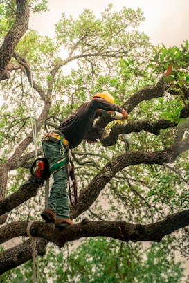 An arborist pruning a tree's branches.