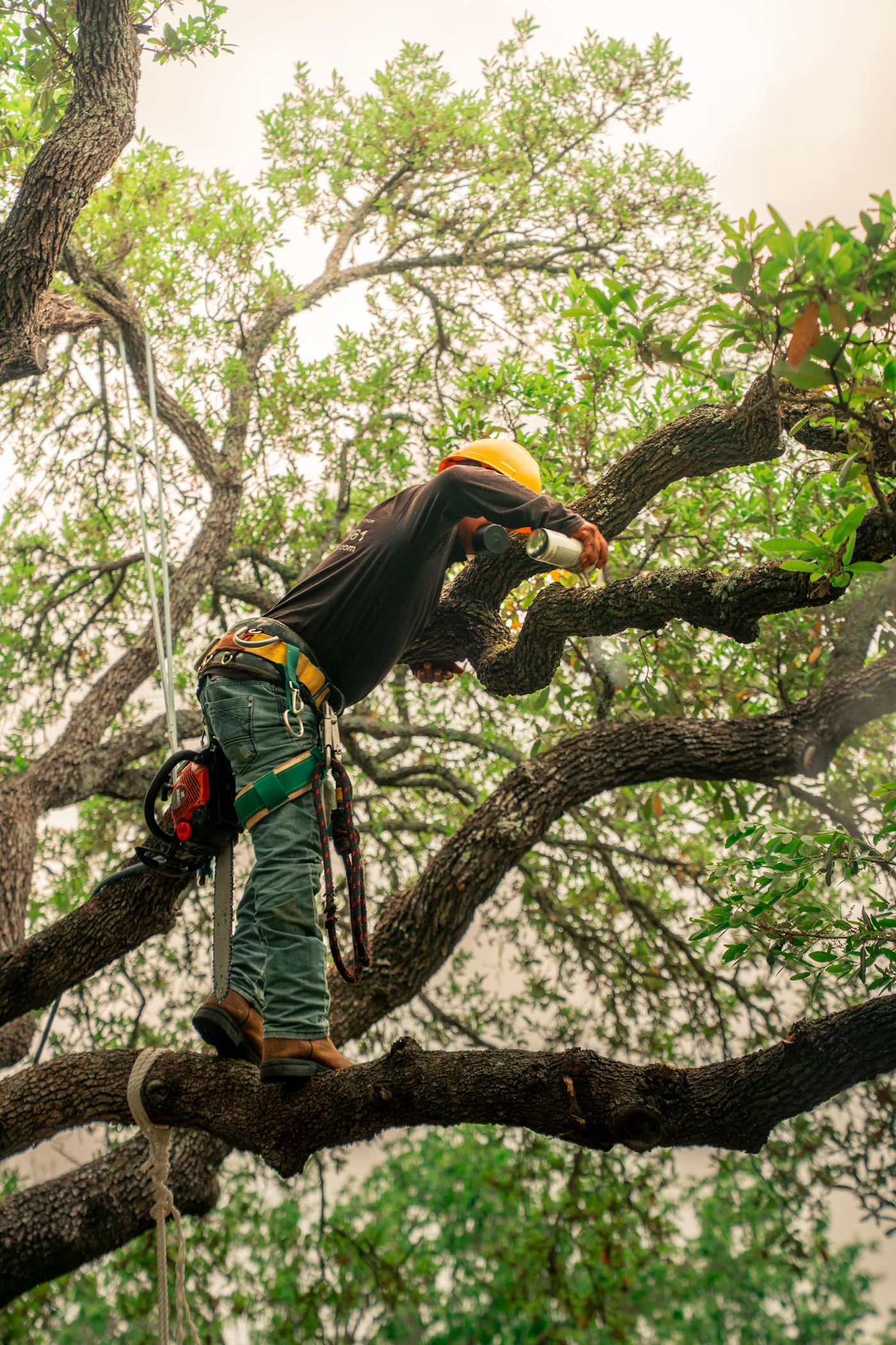 Arborist making a pruning cut at the branch collar in a mature canopy