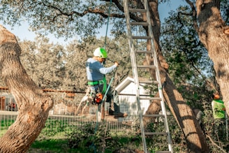 A tree arborist is working in the tree.