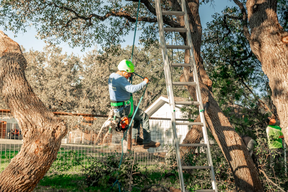 About Our Crane Assisted Tree Removal
