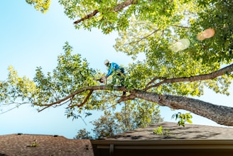 A tree arborist is cutting a branch.