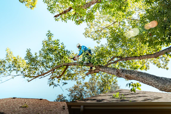 A tree arborist is cutting a branch