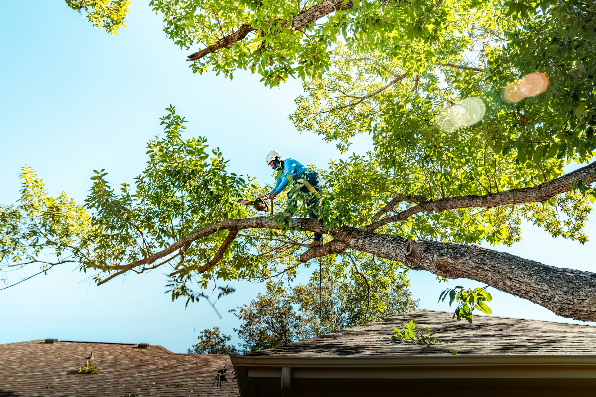 A tree arborist is cutting a branch.