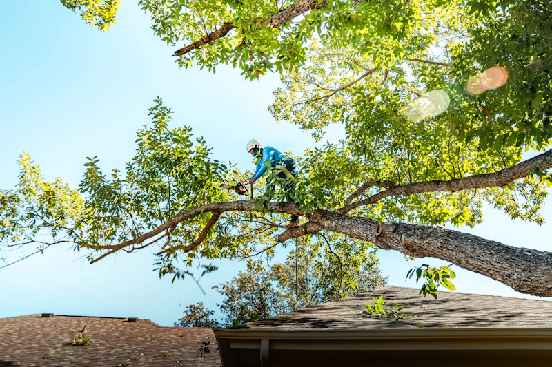 Arborist in a harness pruning branches high in a tall tree above a house roof
