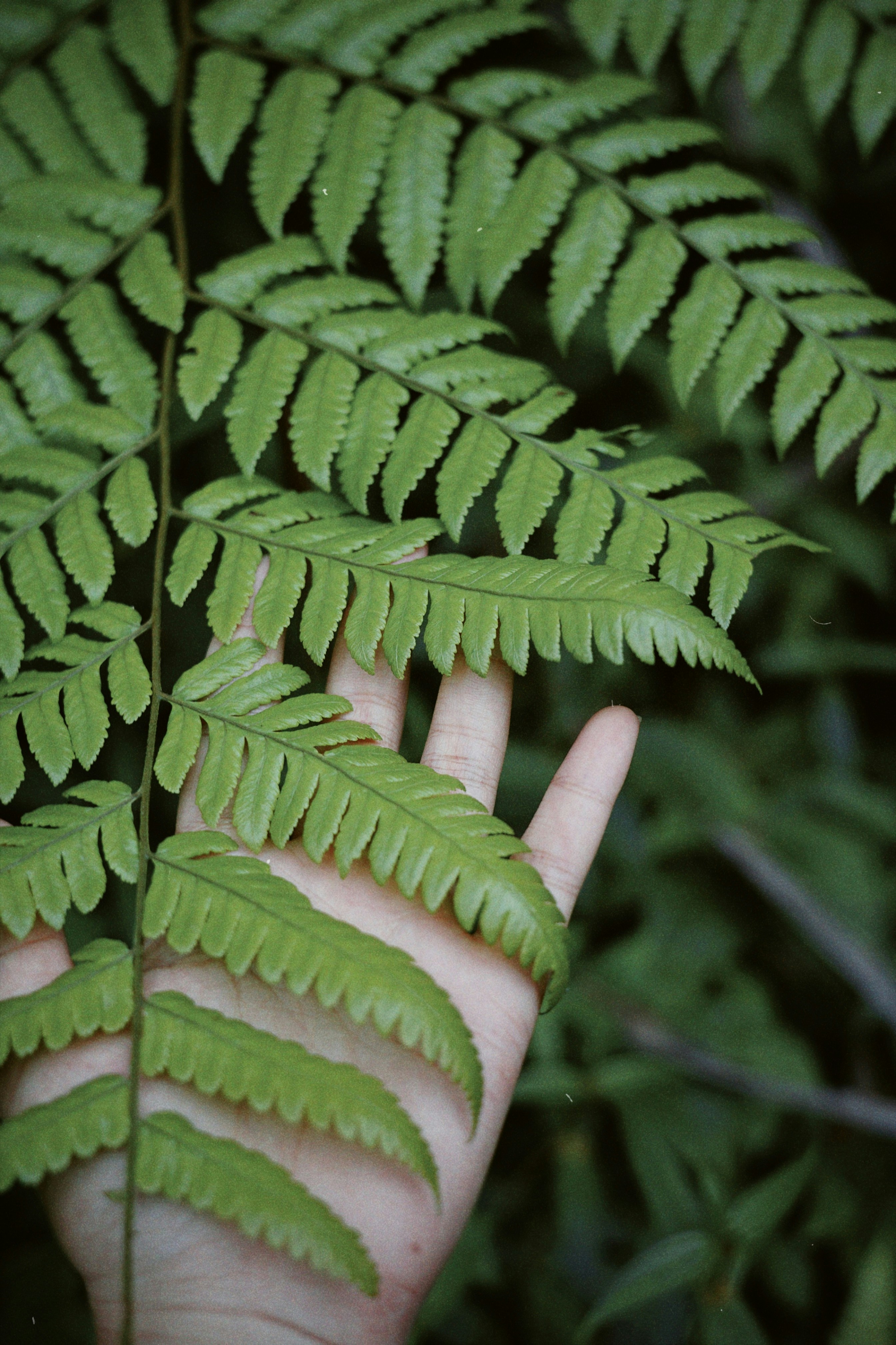A hand gently touches a fern's green leaves.