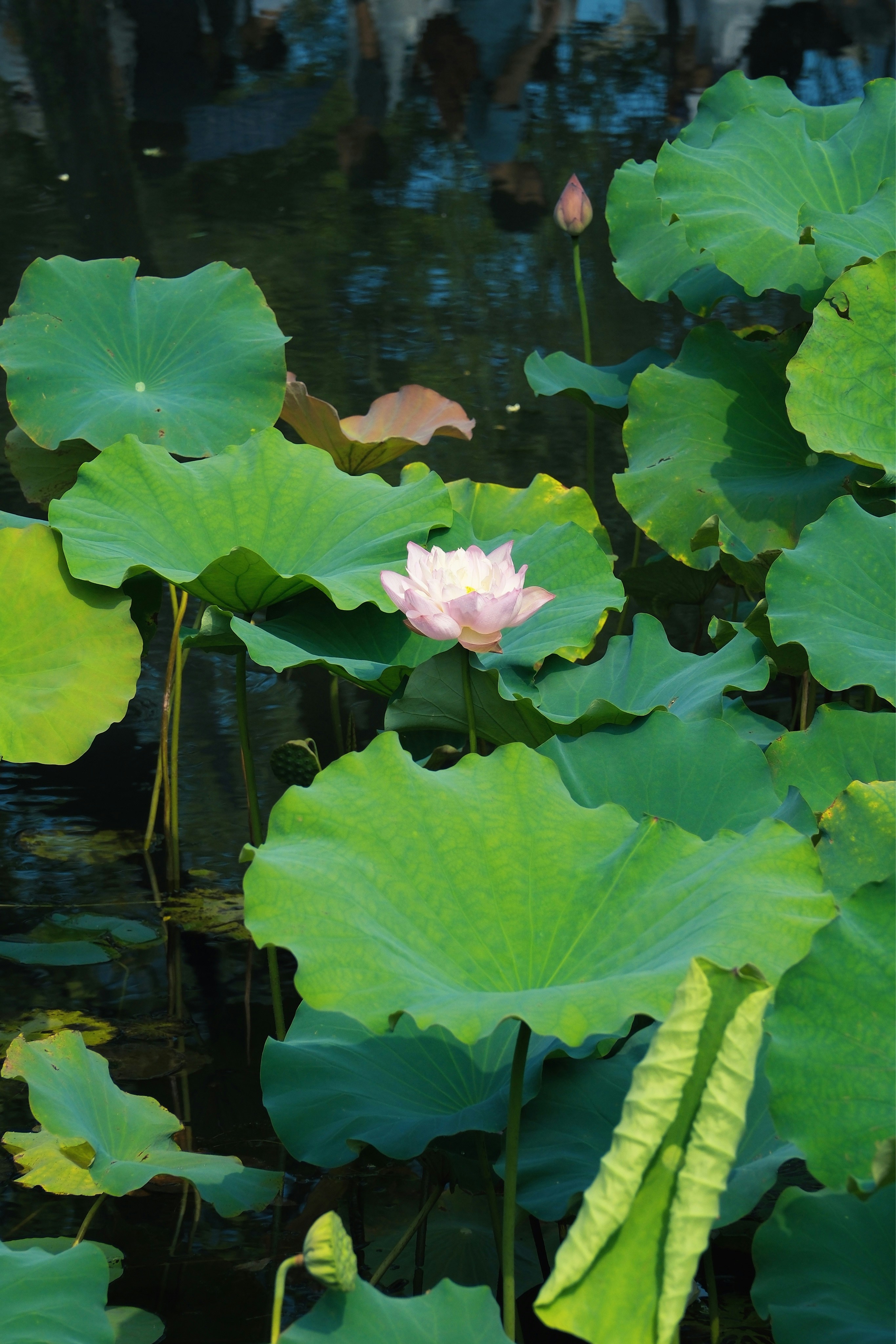 Lotus flowers bloom amongst their giant leaves.