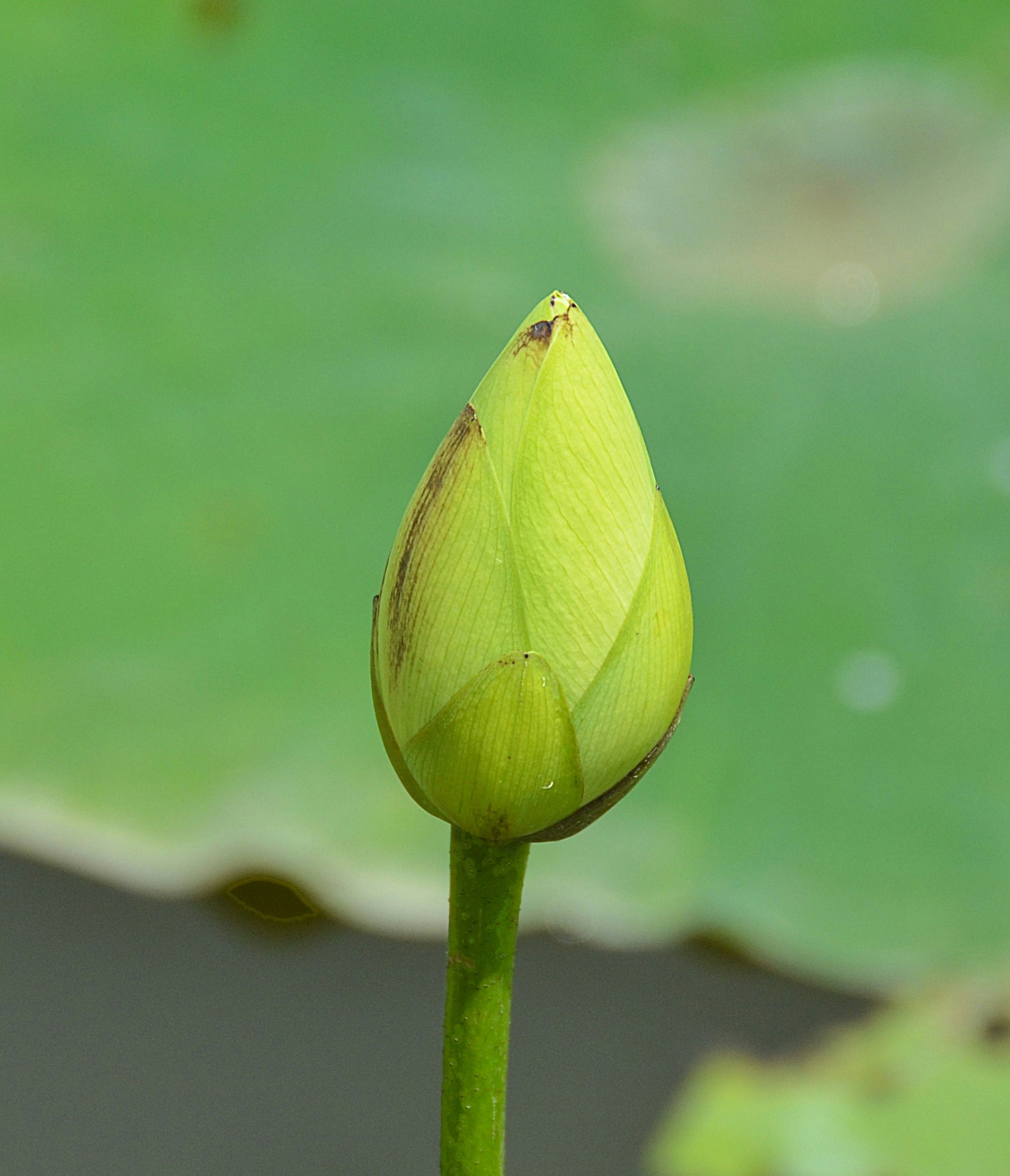 A green lotus bud is visible.