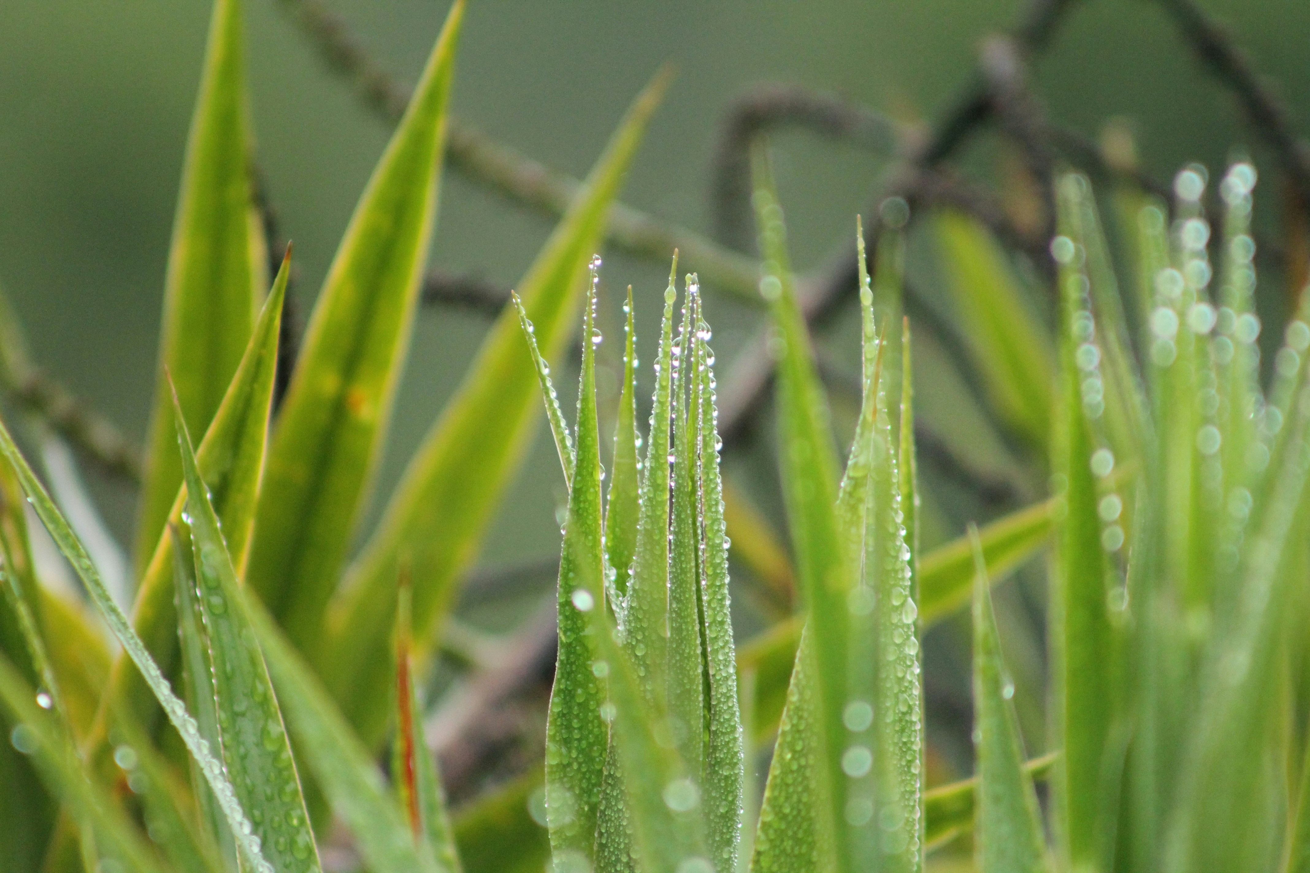 close-up showing dense, healthy blades of cool-season grass - Front yard grass