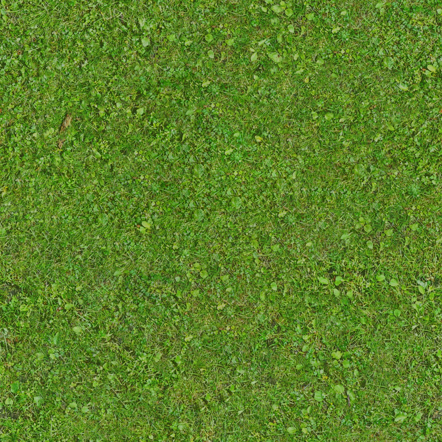 Close-up of a healthy green lawn