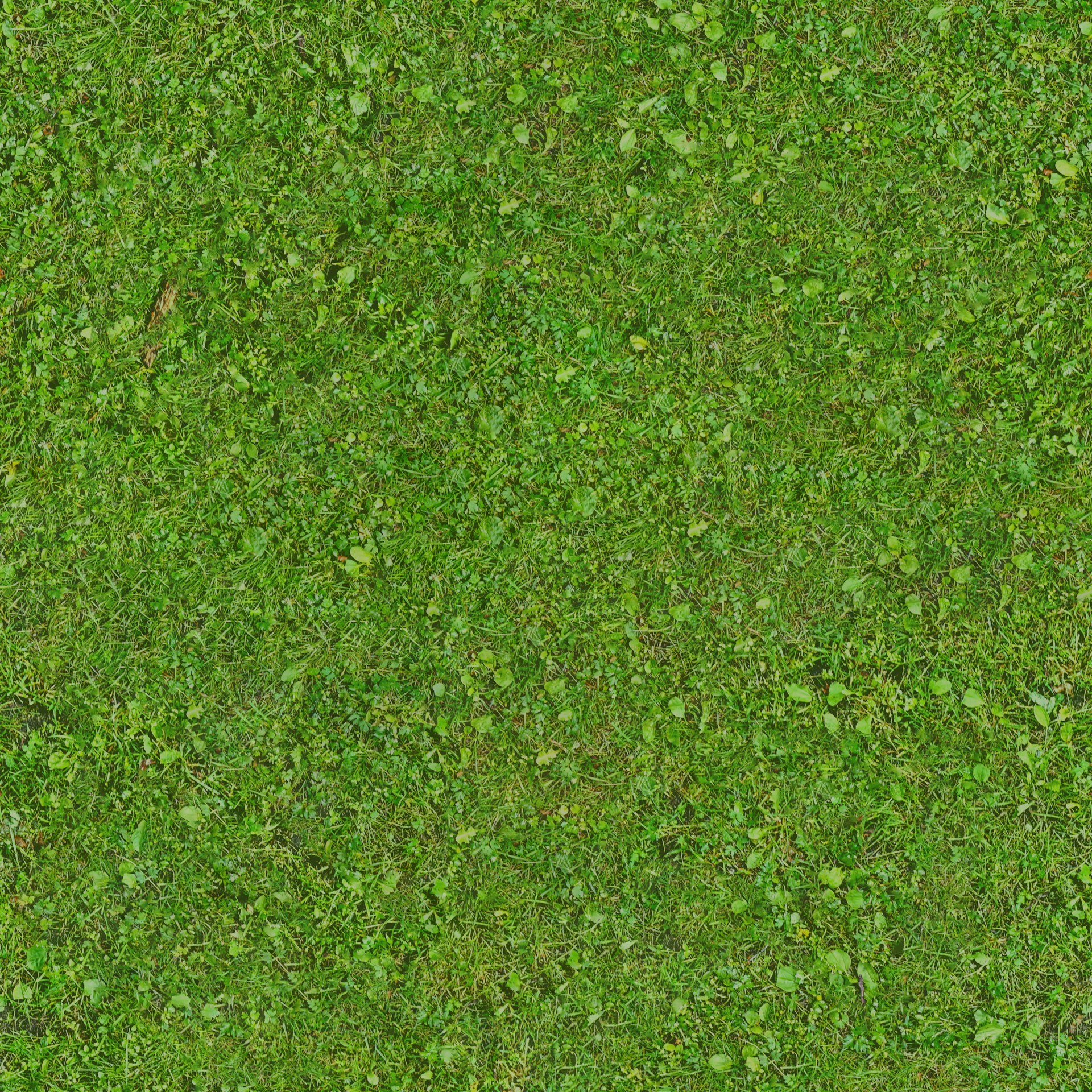 Green grass close-up.