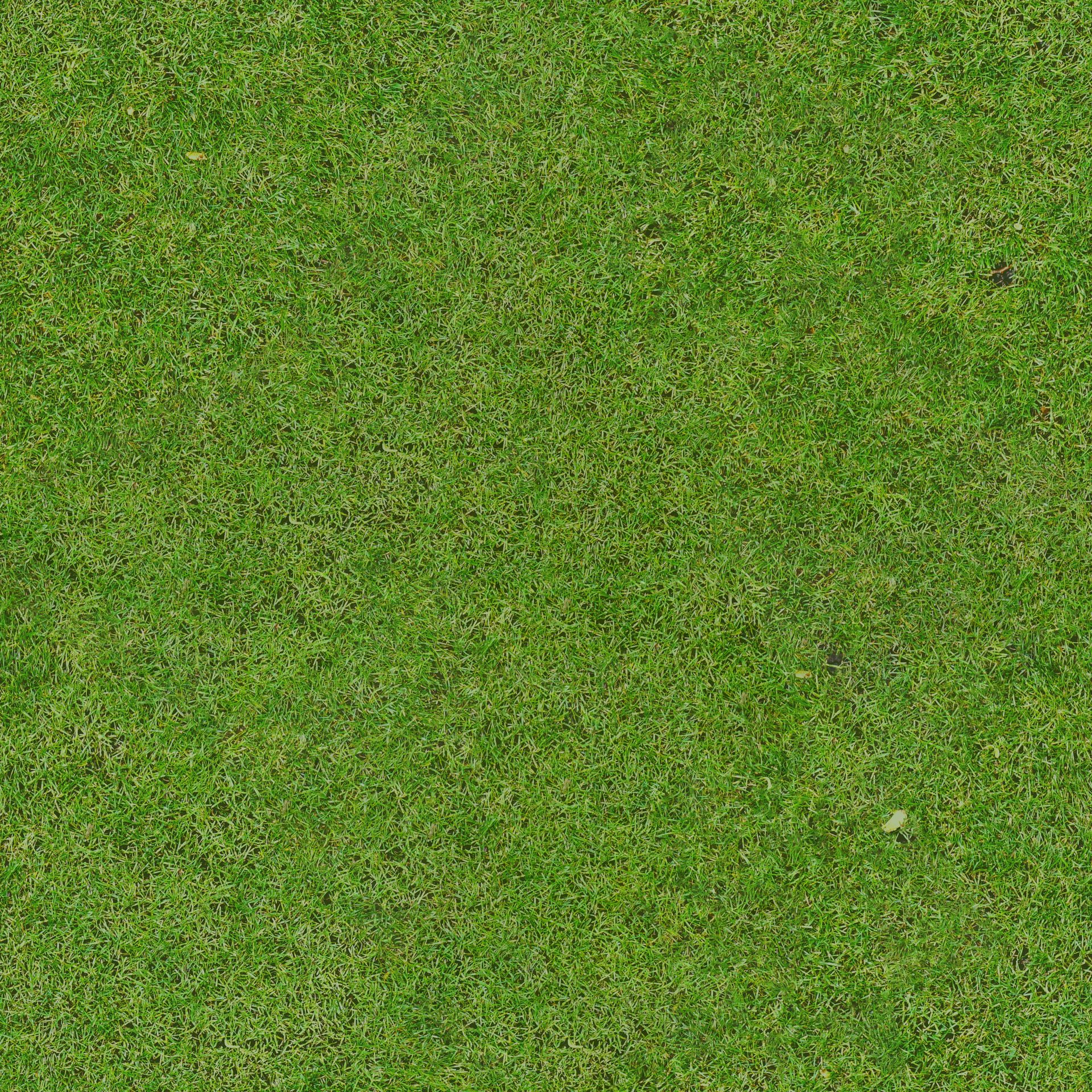 Green grass fills the frame.